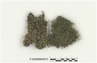 藏品(羽苔科)的圖片